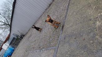 Alle  Mechelse herder x duitse herder pups picture 17