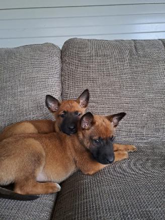 Alle  Mechelse herder x duitse herder pups picture 7