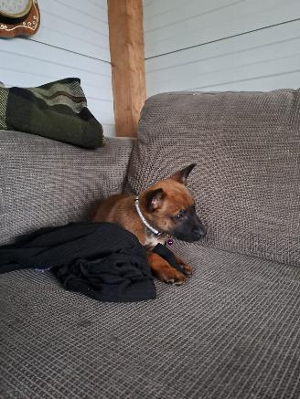 Alle  Mechelse herder  de laatste  aanbieding picture 5