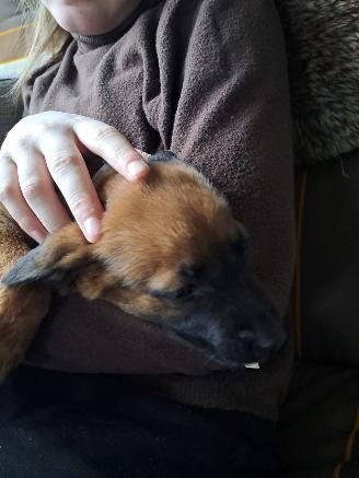 Alle  Mechelse herder  de laatste  aanbieding picture 4