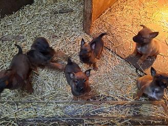 Alle  Mechelse herder x duitse herder pups picture 11