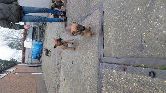 Alle  Mechelse herder x duitse herder pups picture 20