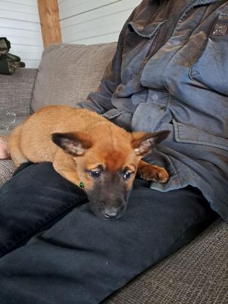 Alle  Mechelse herder x duitse herder pups picture 5