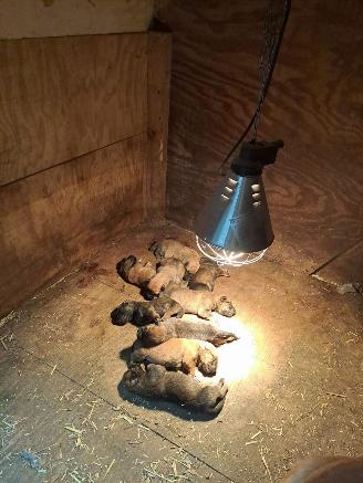 Alle  Mechelse herder x duitse herder pups picture 4